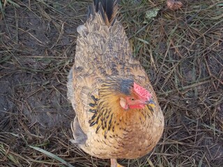 chicken