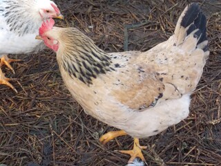hen and chickens