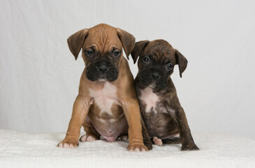 Boxer puppies on a white background