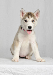 Cute brown white husky pup