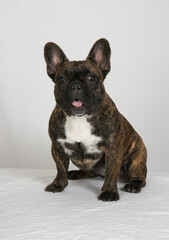 French Bulldog full length vertical on white high key background