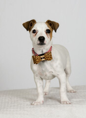 Jack Russell Terrier with a bow tie