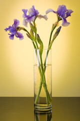 amazing beauty spring garden flowers irises in a bouquet