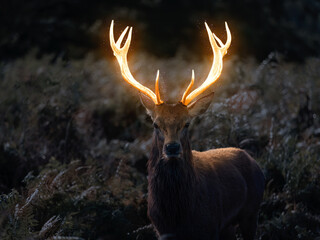 Deer in a field with glowing antlers 
