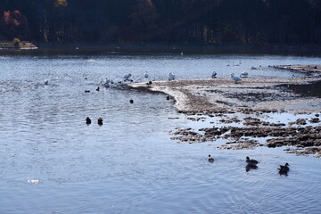 白鳥と鴨