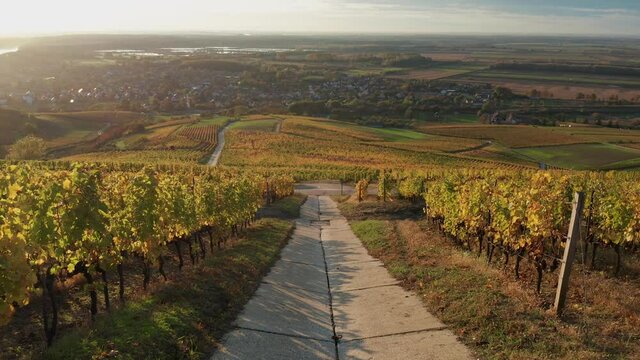 Tokaj, Hungary - 4K drone flying above the famous vineyards of Tokaj wine region on a warm, sunny autumn morning with blue sky