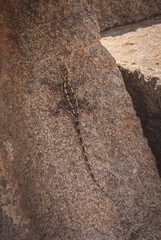 Lizard camouflaged in the granite stone of one of the temples of Hampi, a world heritage city by Unesco, Karanataka, India