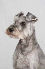 Schnauzer head and shoulder looking away from the camera