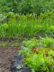 Backyard Vegetable Plot