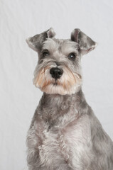 Schnauzer looking at the camera headshot on a white background
