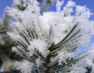 Snow covered pine branches in winter. Blurred fir tree branches covered with frost. Winter snowy pine tree Christmas scene. Winter and Christmas background. Close-up