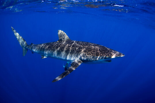 Silky Shark