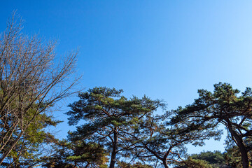 The landscape of beautiful fine tree background blue sky.