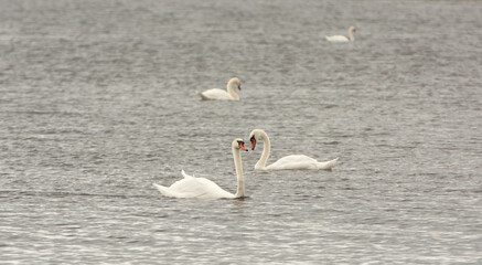 White Mute Swans swimming on Lake Ontario