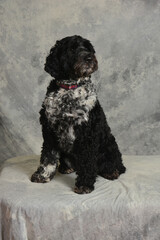 Portuguese Water Dog full length vertical