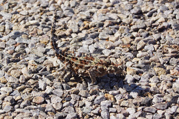 Australian Thorny Devil, Moloch horridus, an ant-eating lizard, natural habitat in Kalbarri, Western Australia, lateral view