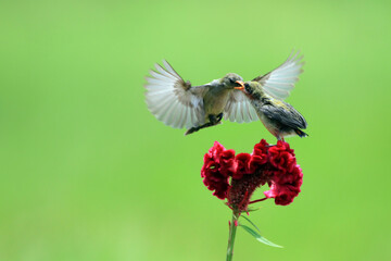 Kemande bird (Dicaeum trochileum) feed their young
