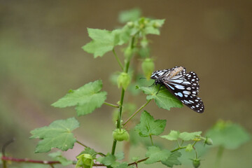 Wildlife From Wipattu