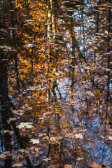 Reflection auf einem Teich im Herbst