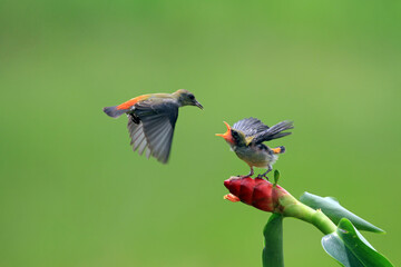 Kemande bird (Dicaeum trochileum) feed their young