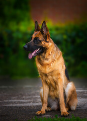 An obedient trained German Shepherd sits. Dog thoroughbred young female against a backdrop of green bushes and brick wall