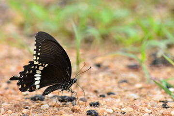 Wildlife From Wipattu