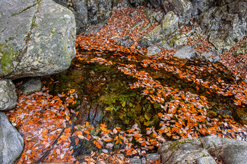 The beautiful autumn coloe of mountain stream.