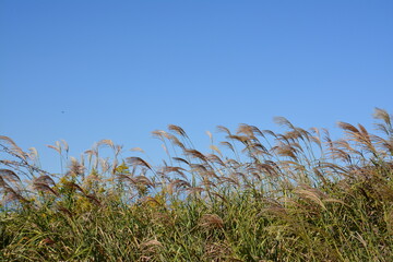 ススキの穂が青空のもと、風に揺れている