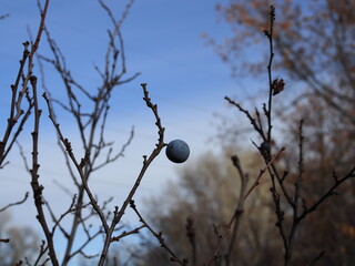 Wild thorns on bare branches in late autumn. Prunus spinosa. Soft focus. Selective focus