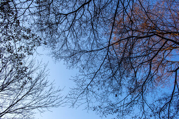 Obraz premium The landscape of autumn tree background blue sky.