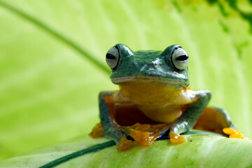 Beautiful Javan tree frog sitting on green leaves