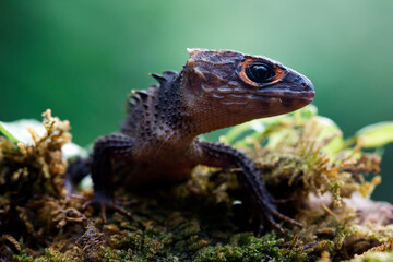 Fototapeta premium Crocodile skink closeup head from side view on branch