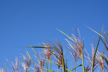 ススキの穂が青空のもと、風に揺れている