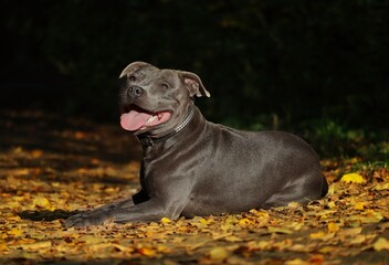 Happy English Staffordshire Bull Terrier with Tongue Out Lies Down on Colorful Fallen Leaves during Autumn. Smiling Blue Staffy Enjoys Day in Nature.