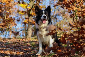 Adorable Border Collie Sits in Autumn Forest with Smile and Open Mouth during Fall Season. Black and White Dog in Nature during Sunny Day.