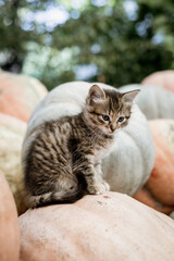 Cute gray kitten sitting on a pile of pumpkins