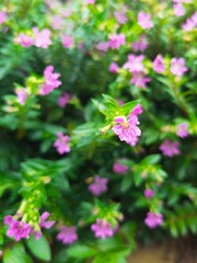 pink flowers in the garden