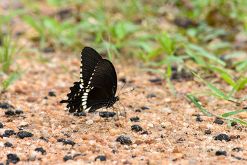 Wildlife From Wipattu 