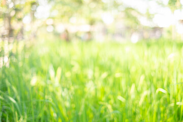 Fresh green bright nature bokeh blurred the greenery abstract background in the garden. Natural focus soft blur light green environment with empty copy space for design wallpaper. Nature concept.