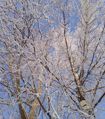 Winter landscape with frosty trees in snowy forest / park. White winter. Frost on tree branches. Frosty winter day, winter park in snow.