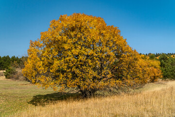 Fototapeta premium Lonely autumn tree in the field