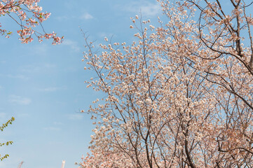 cherry blossom sakura tree in spring with the blue sky 