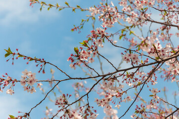 cherry blossom sakura in spring with the blue sky