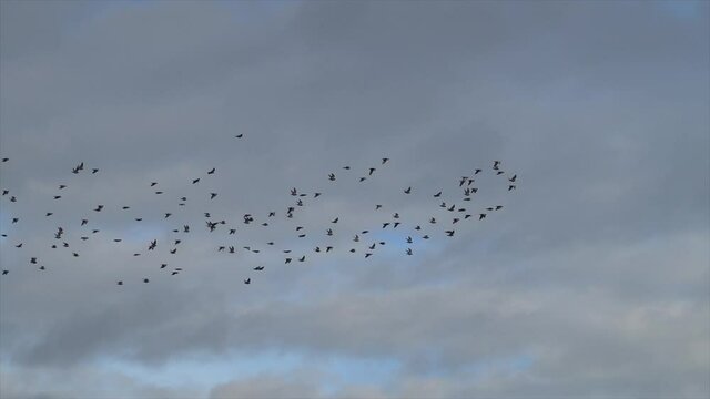 A flock of flying birds in the cloudy sky. 