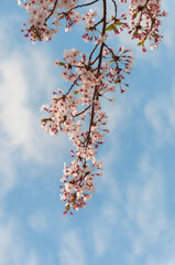cherry blossom sakura in spring with the blue sky closeup