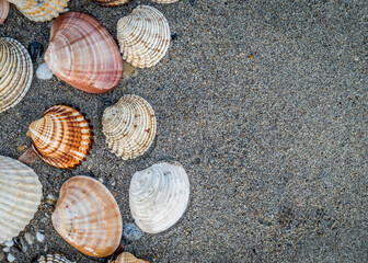 collection of sea shells on dark wet sand beach top view  closeup, space for text