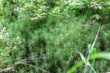 Common Haircap Moss (Polytrichum commune, Polytrichaceae) close-up view in coniferous forest in Tatra Mountains, Poland.