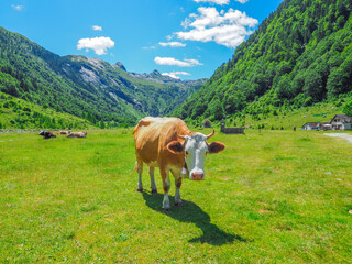Fototapeta na wymiar Kuh im Val Loana - Lago Maggiore