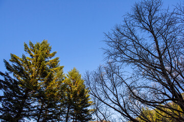 The landscape of beautiful fine tree background blue sky.