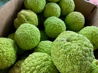 hedge apples at the  market